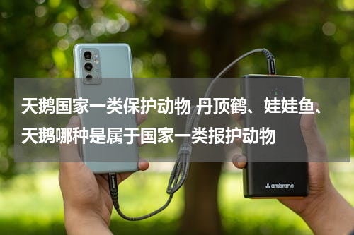 天鹅国家一类保护动物 丹顶鹤、娃娃鱼、天鹅哪种是属于国家一类报护动物